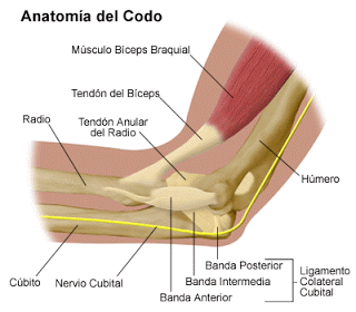 anatomia-del-codo.gif