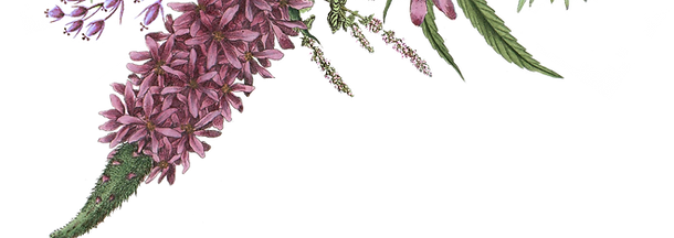 Illustrated Flowers 2_edited.png