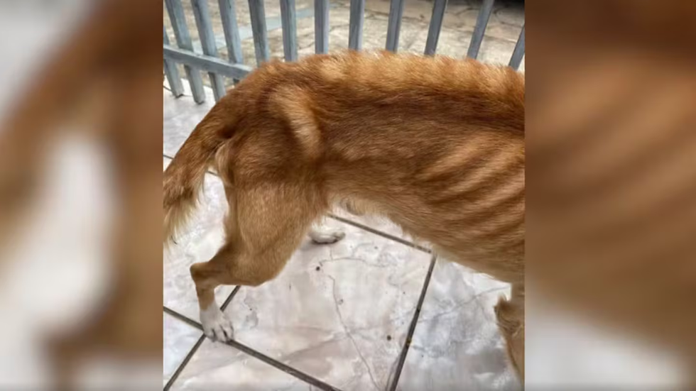 Crédito (Reprodução/Polícia Civil)