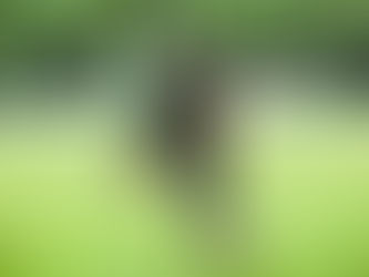 MERCADO DA BOLA CAMPOLA 2026: Diretoria do Águia Real anuncia meio-campista campeão pelo Sport Sparta para a disputa da Série Prata da Copa Botujuru.