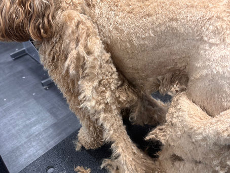 Dog Hematomas: What They Are and How to Prevent Them