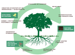 Tree graphic.png