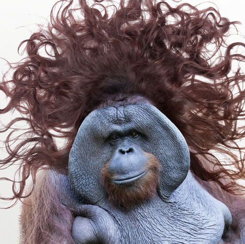 Kreatives Kampagnenmotiv für mod's hair, mit einem stilisierten Orang-Utan und voluminösem, dynamischem Haar-Design.
