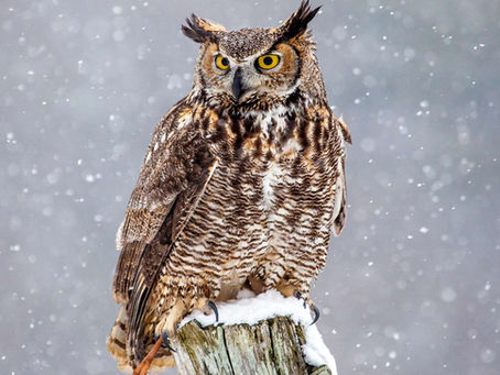 Best Practices Picked Up from Fly Ladies, Sufi Poets, and a Lonely Owl