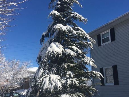 Prayer and Cedar Trees