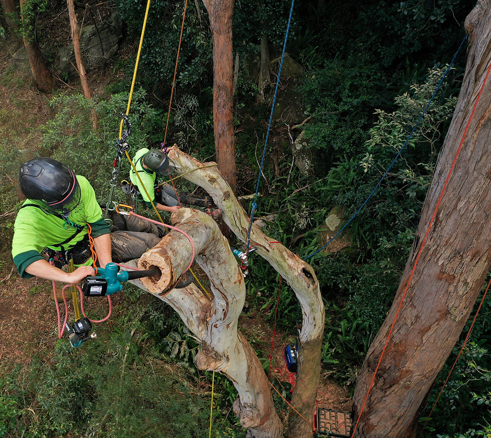 AQF Level 5 Arborist: When Do You Need One in Sydney?