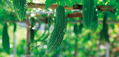 07_Okinawan vegetables-sub01.jpg