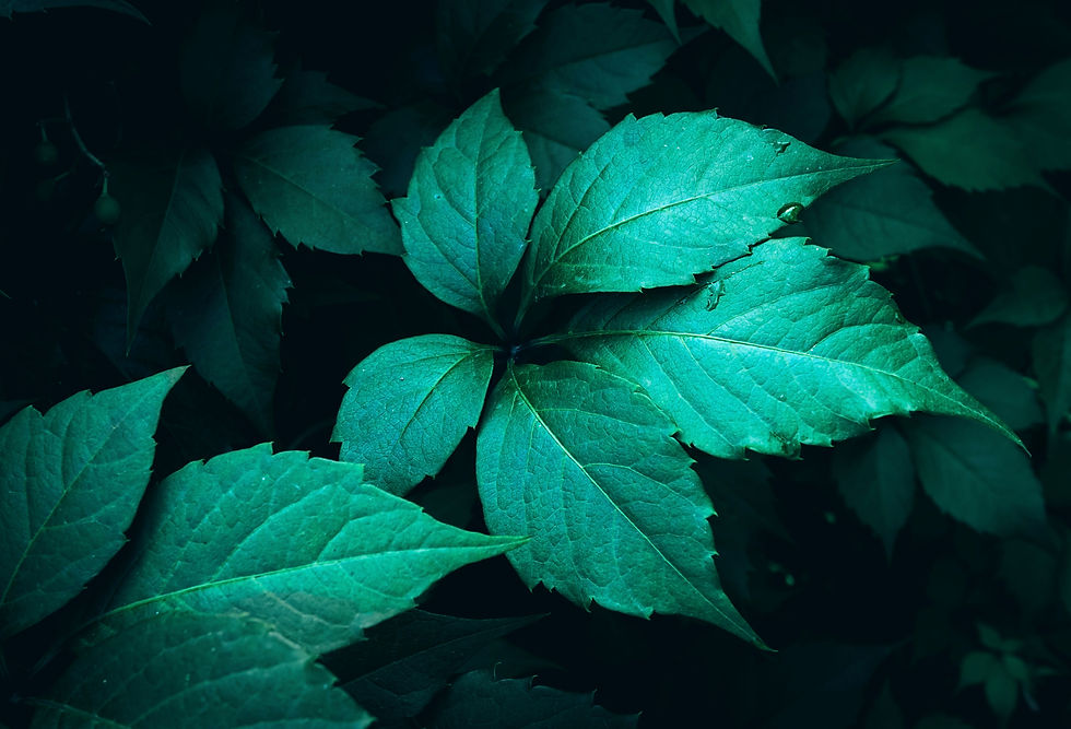 Untitled design (21)_edited_edited.jpg