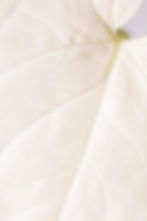 Boho_and_Grace_Cosmetics_Hydrafacial_Beautybehandlungen_Treatments_Hydrafacial_Hautpflege_