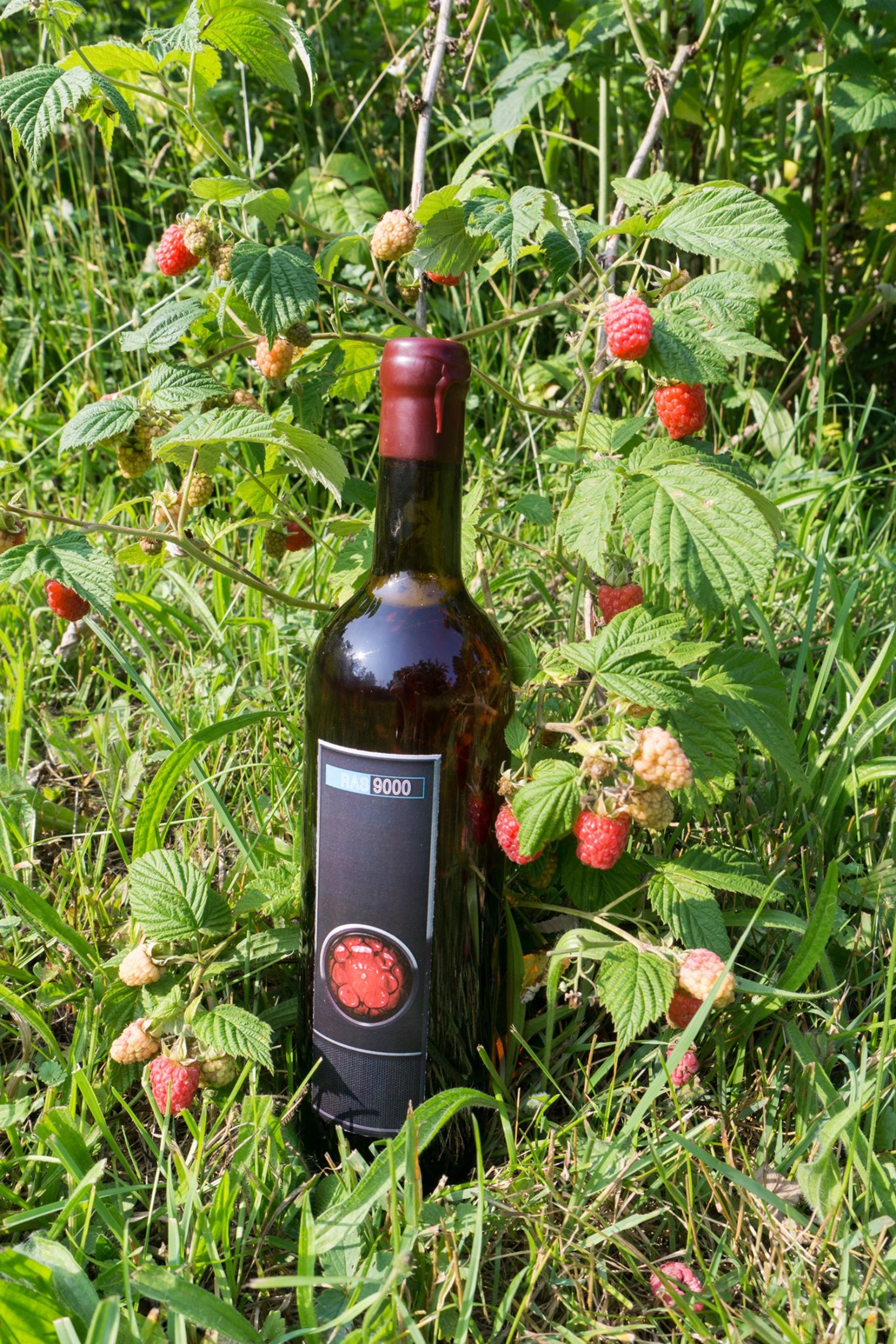 Golden Raspberry Wine RAS 9000 Raspberry Wine