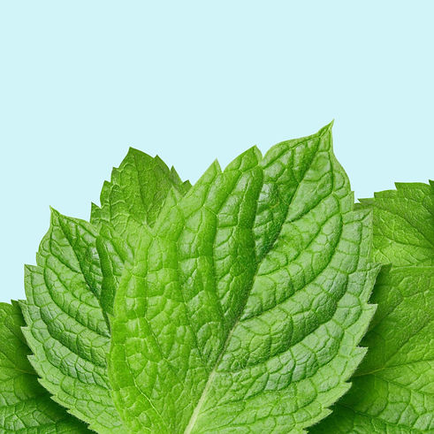 Mint.jpeg