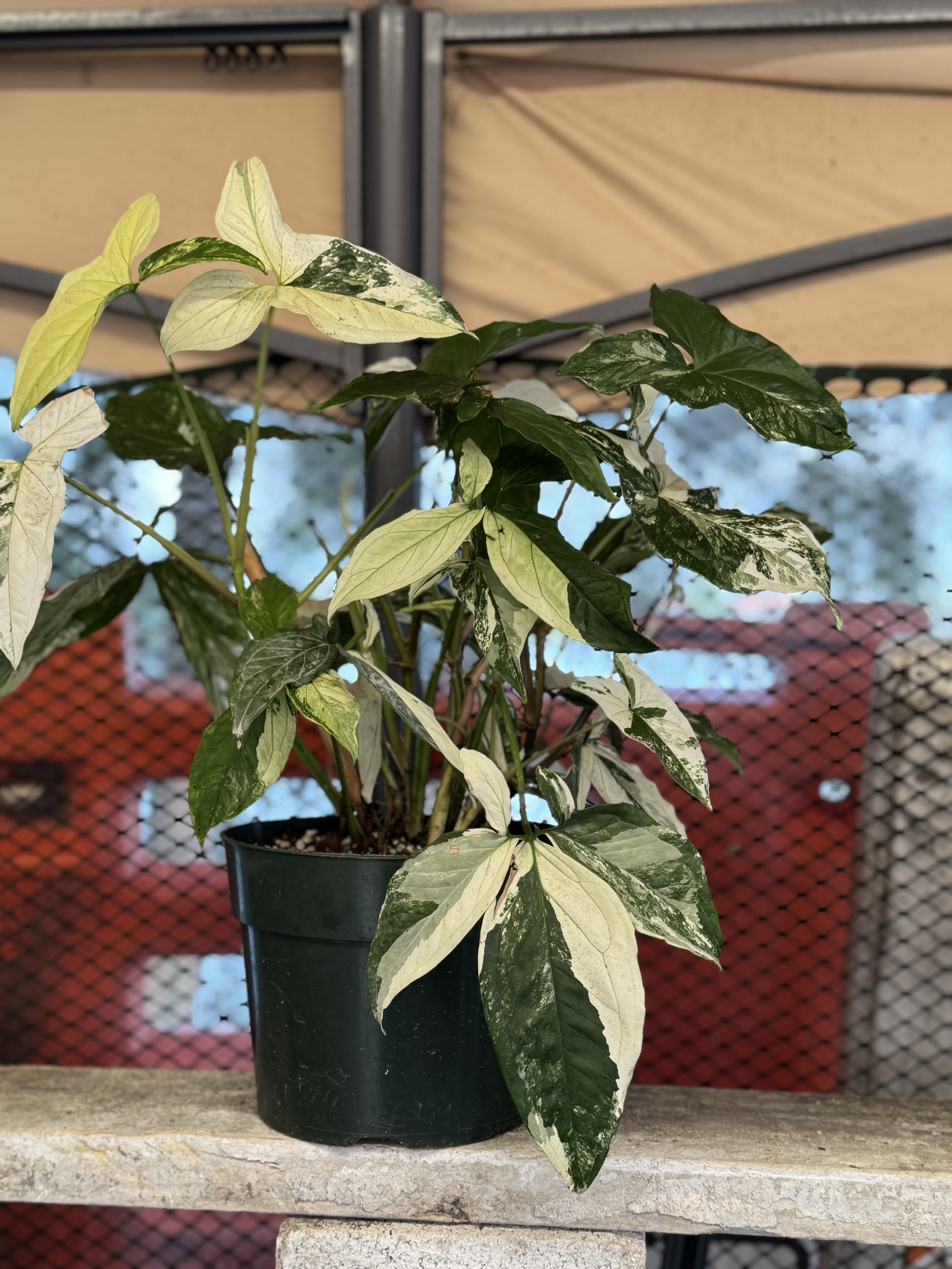 Syngonium Podophylum Albo Varuegatum