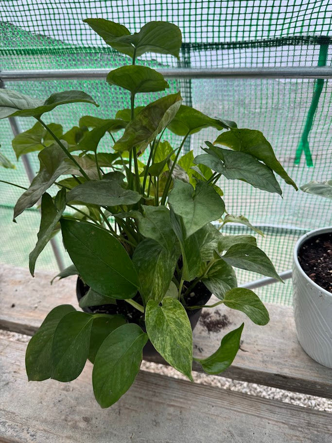 Fruit Puree Pouch 4 oz.