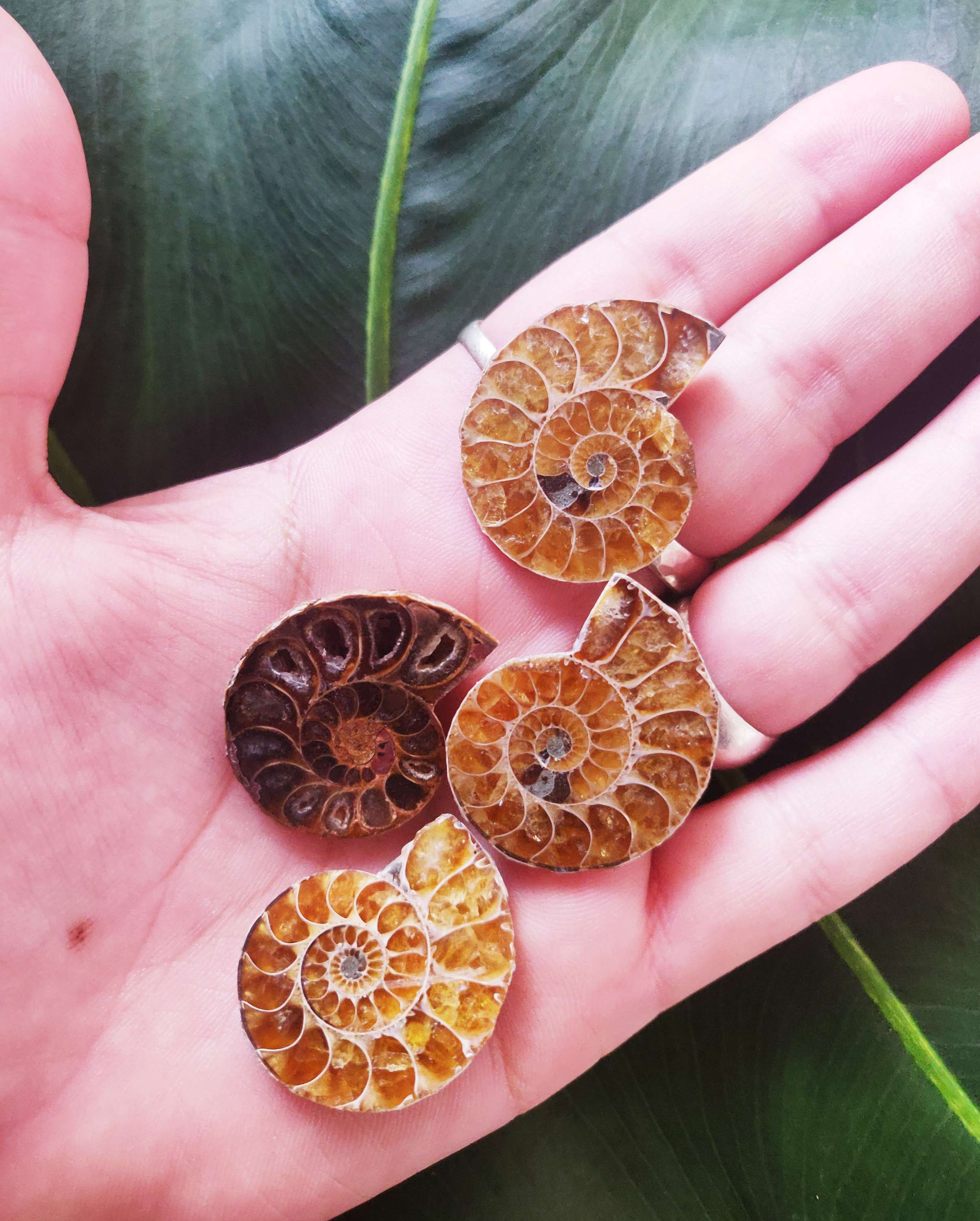 אמונייט קטן