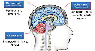 McLeans-triune-brain.jpg
