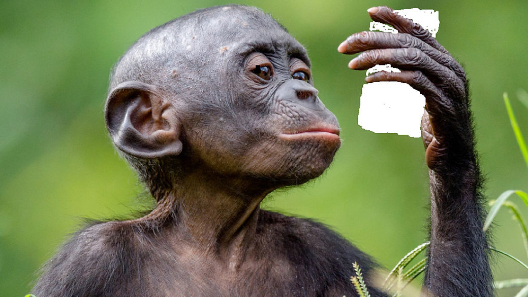 frontiers-in-ecology-evolution-ape-human