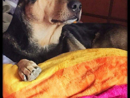 Why I love my dog more than any other human
