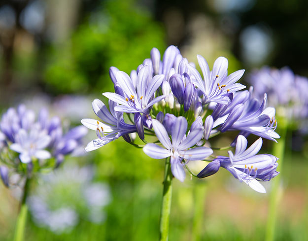 Close-up of blooming purple agapanthus flowers in a sunlit garden, symbolizing healing and clarity in psychotherapy