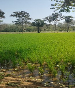Small scale farming in India