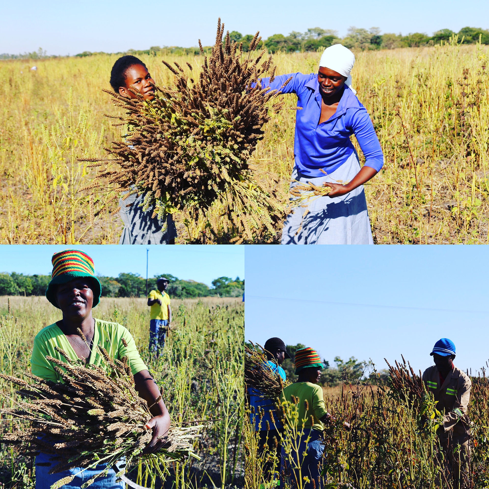 Harvesting Chia