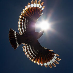 A ceremony retreat to embrace your true story and find your inner voice. On the healing lands of Kufunda with ceremonial musician and spiritual singer Tanya Zere.