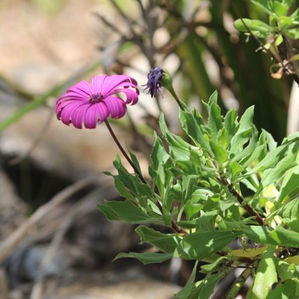 Envisioning the Future