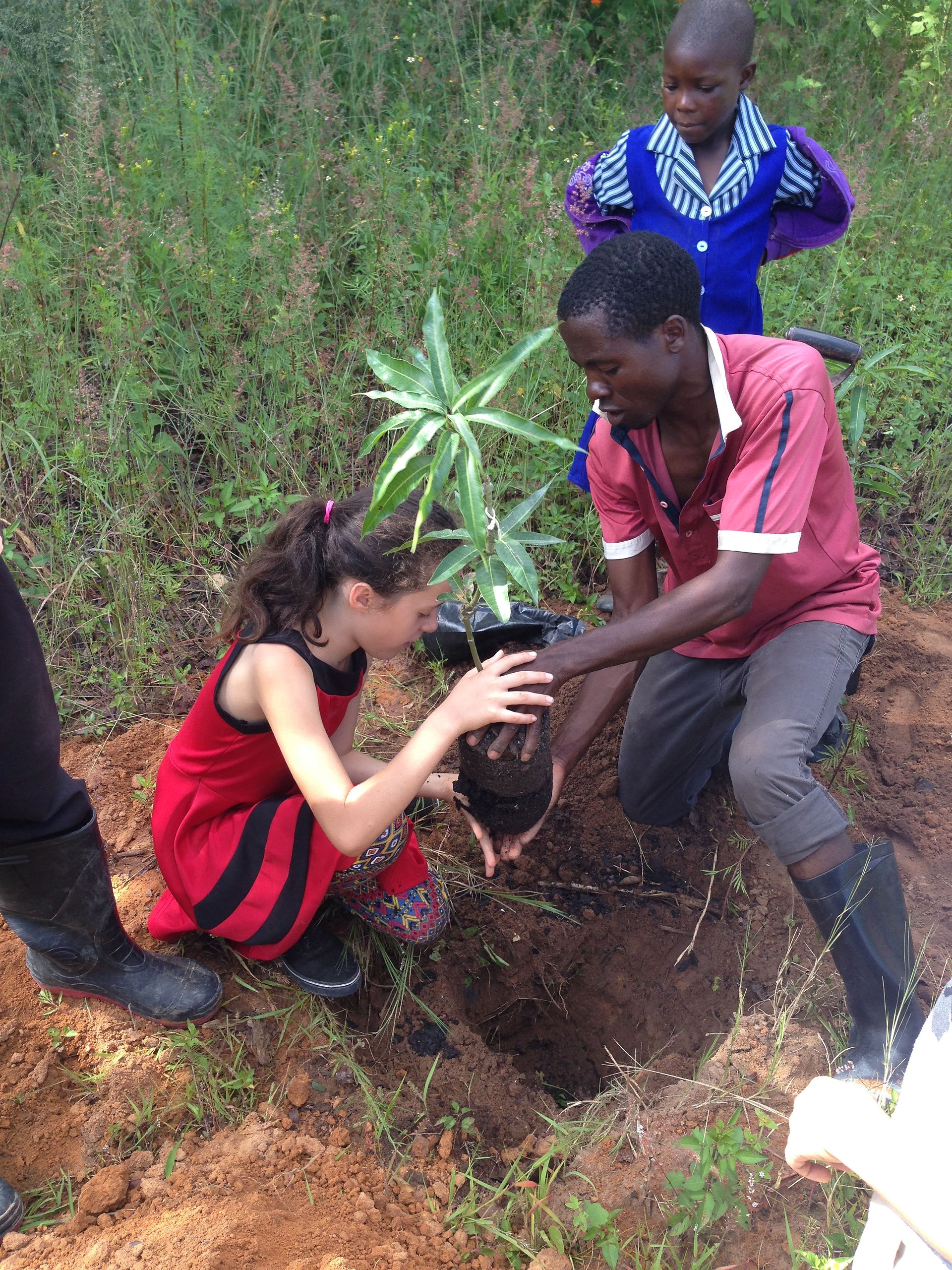 Tree planting