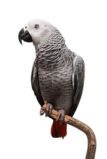 Parrot