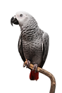 Parrot