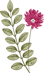 Botanik