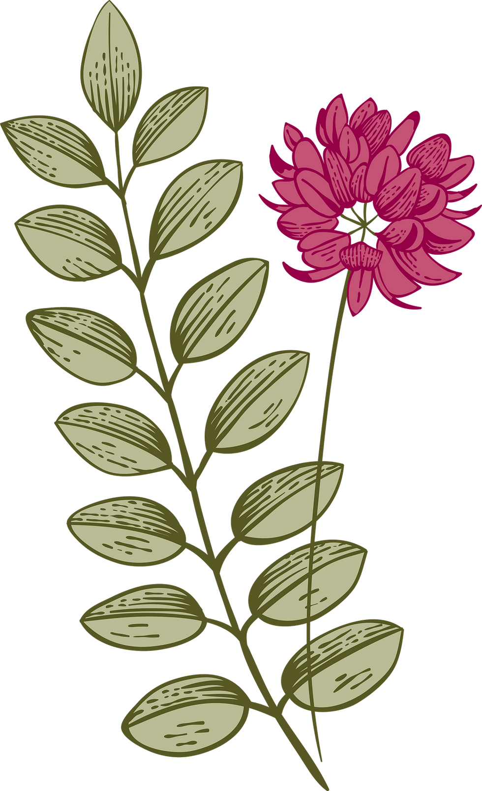 Pink Flower and Leaf