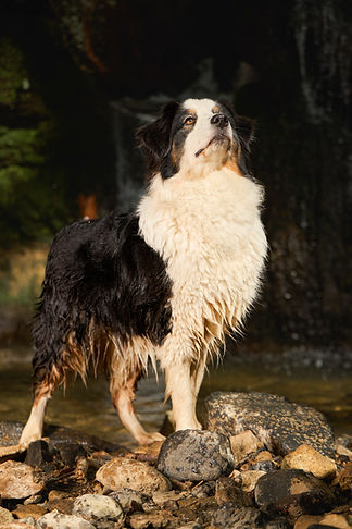 educateur-canin-clermont-ferrand