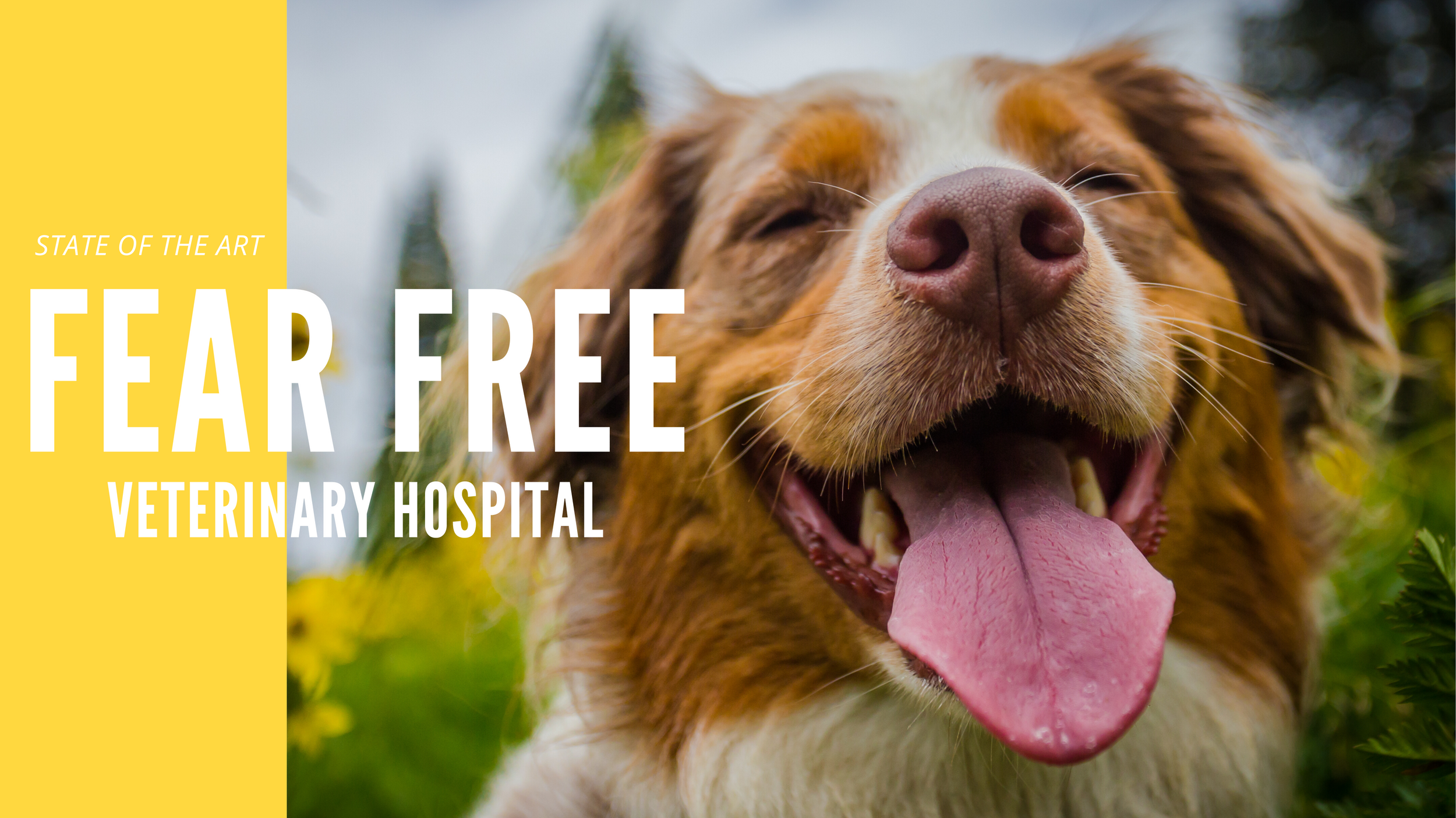 Aura Veterinary Hospital