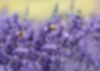 Miniaturbild: Lavendel fein bulgarisch BIO | 10ml