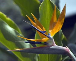 bird of paradise