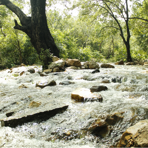 A glimpse of the flowing stream near Tada Falls, where the water cascades over rocks, creating a peaceful ambiance as we trek alongside it.