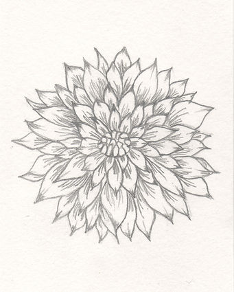 Dahlia Sketch 600 dpi_edited.jpg