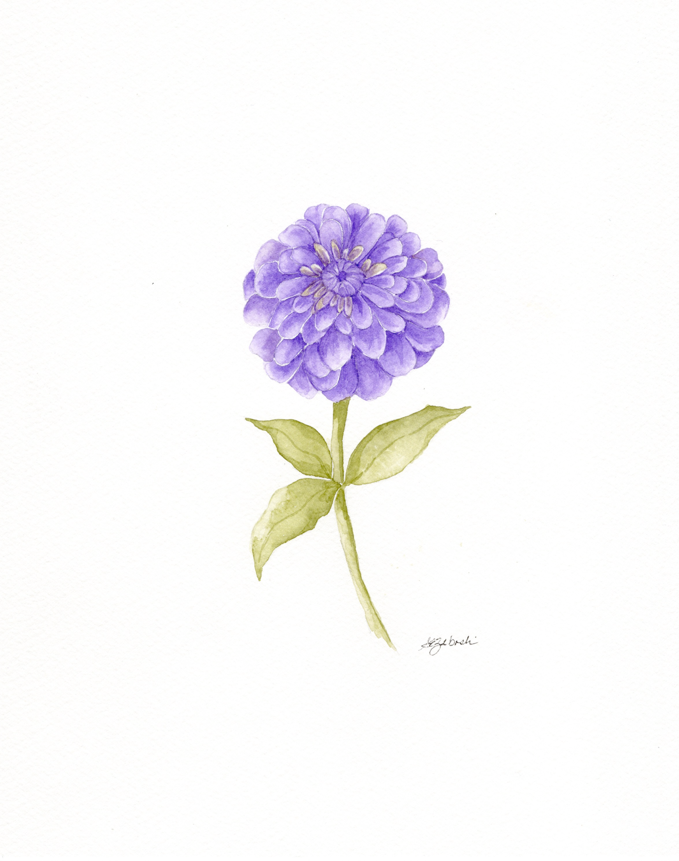 Zinnia of Everlasting Light