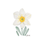 Thumbnail: White Daffodil Grace