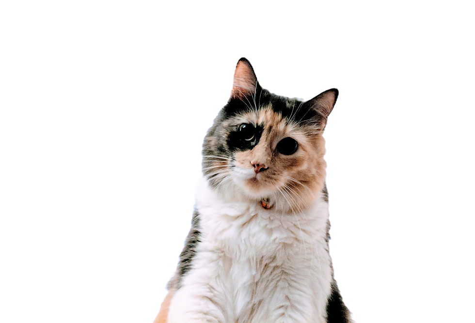 Tricolor Cat Portrait