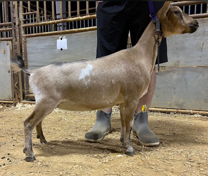 Goat Additction Opium
