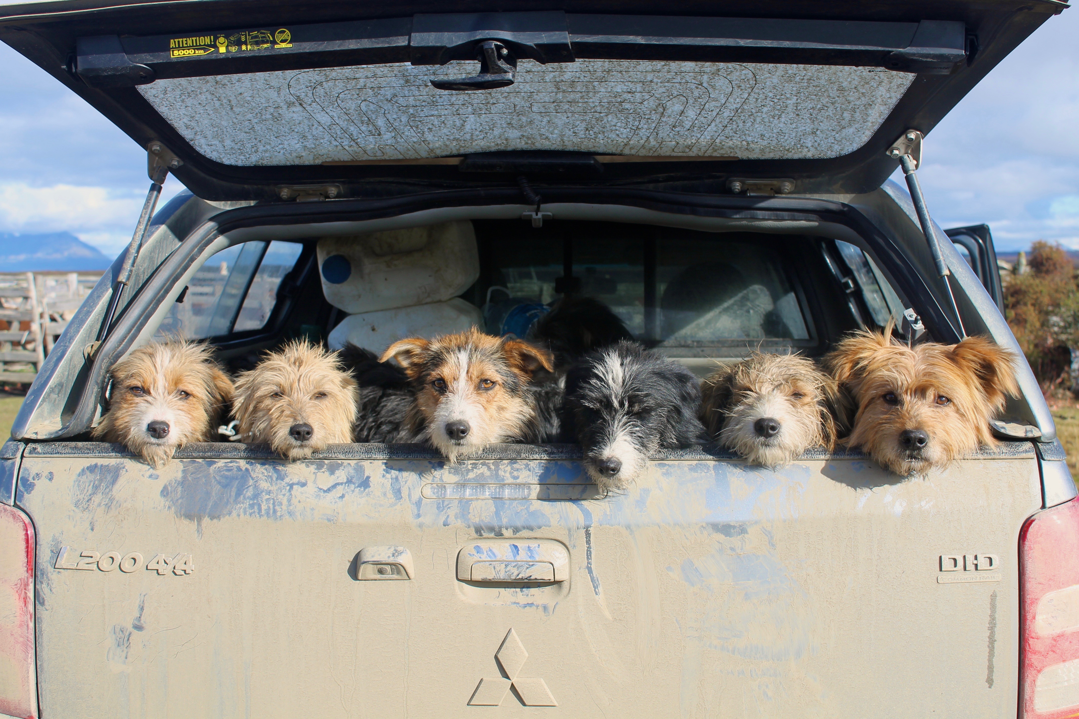 Perros Ovejeros