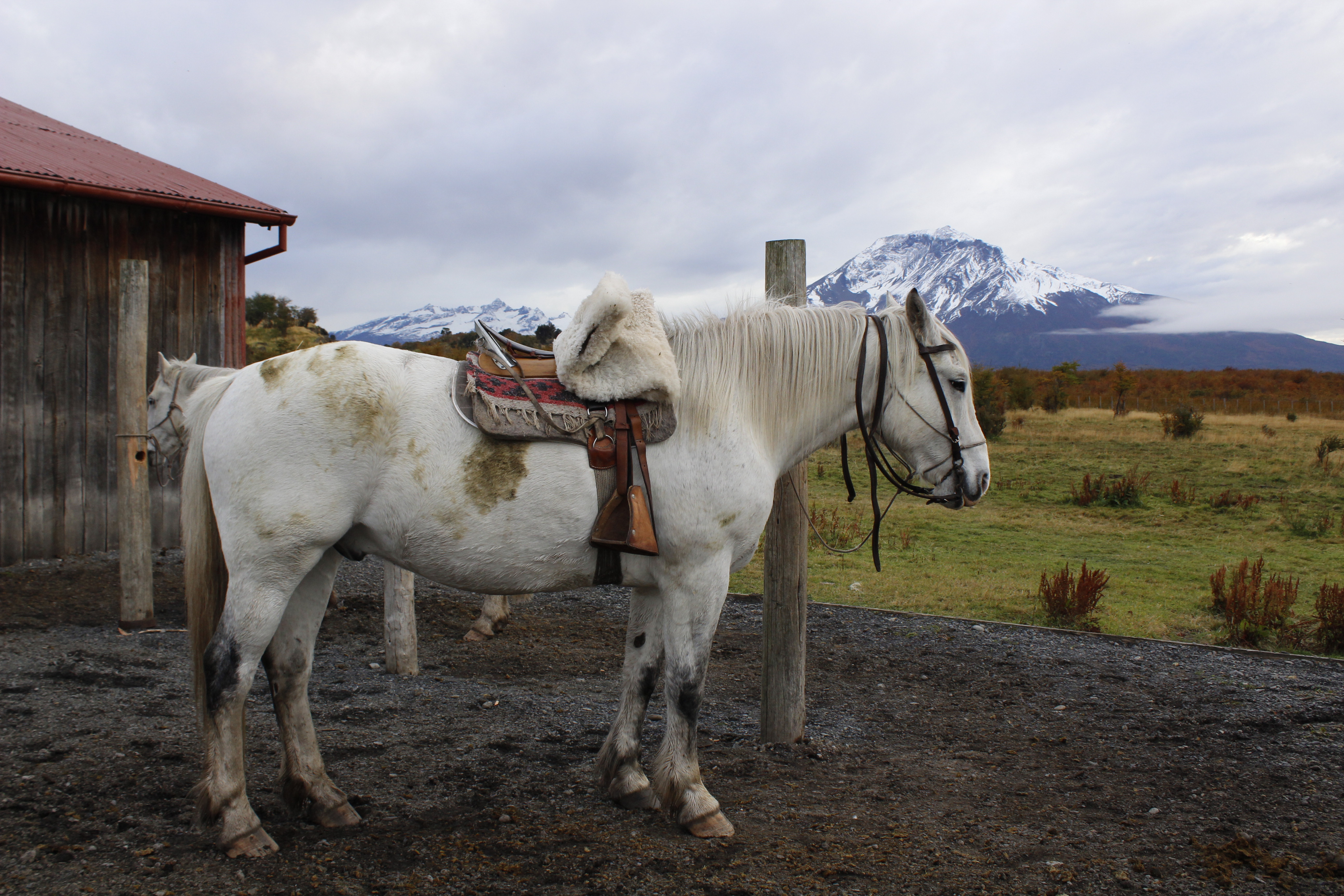 Cabalgatas Profesionales