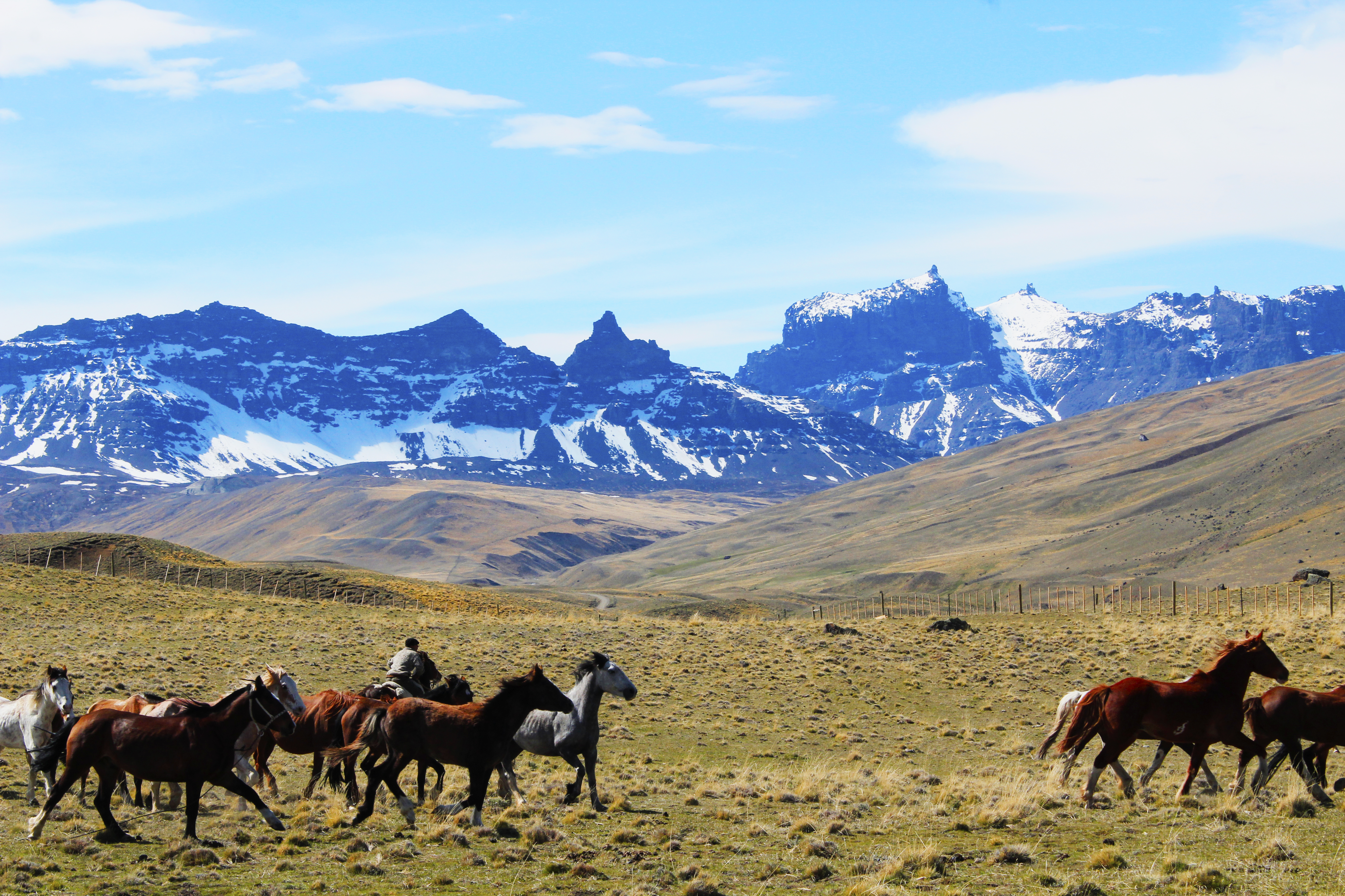 Caballos Baguales