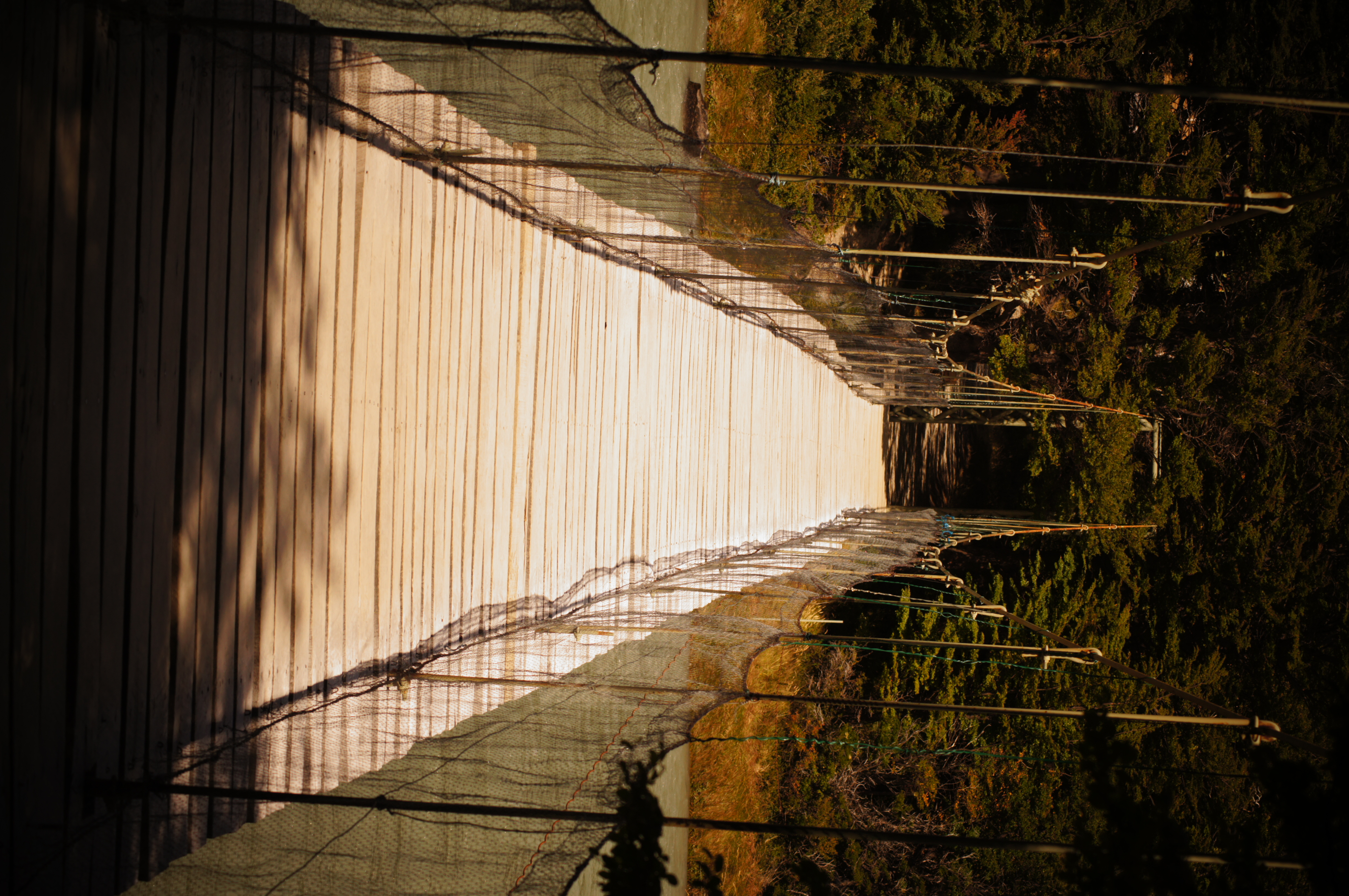 Puente Colgante Pingo