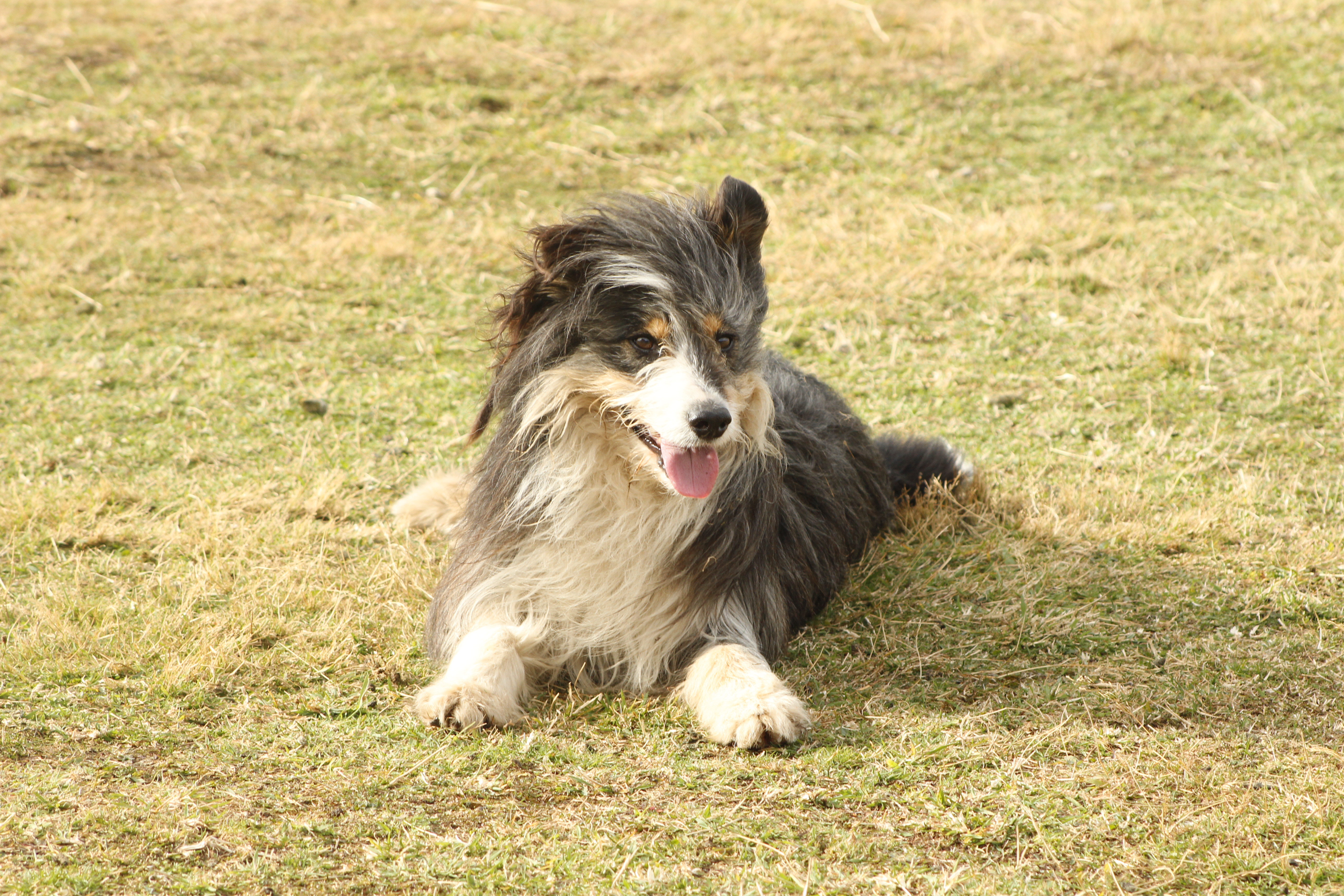 Perro Ovejero