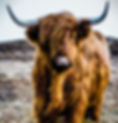 A highland cow.jpg