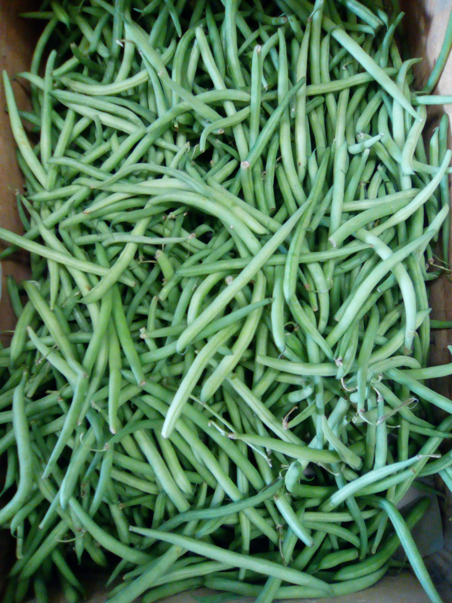 Haricots Verts Fin