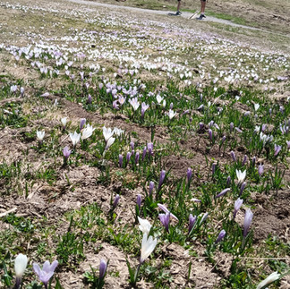 Krokusse blühen auf der Hohen Salve