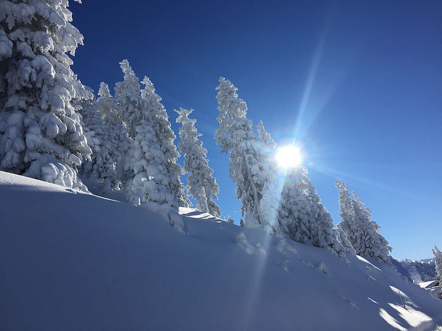 verschneite Bäume in der Skiwelt Westendorf